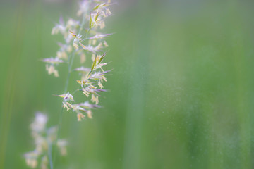 Hay fever