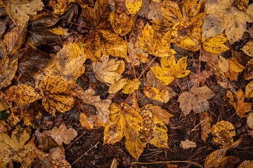 Herbst im Wald