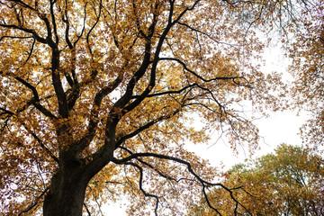 Herbst im Wald