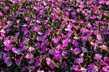 Fototapeta premium FLORES VIOLETAS EN PRIMAVERA
