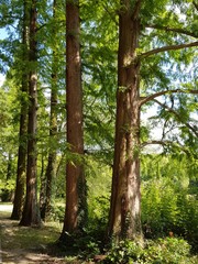 Fototapeta premium Baum im Sommer