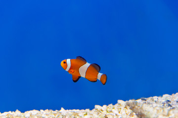 One orange fish on blue background