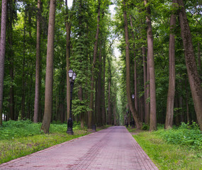 The road in the Park on a summer morning.