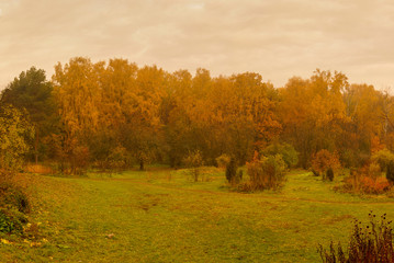 Morning in the autumn forest.