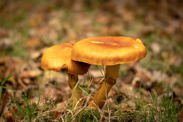 forest mushroom