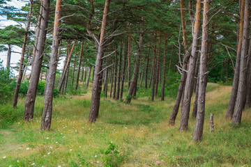 Natural Green Pine forest