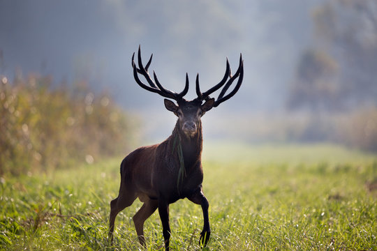 Fototapeta Red deer in forest on foggy morning