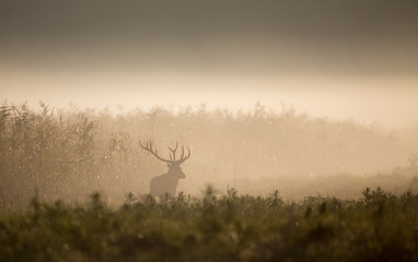 Red deer in forest on foggy morning