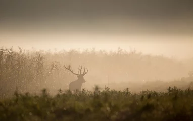 Fototapeten Red deer in forest on foggy morning © Budimir Jevtic