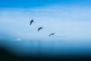 Pájaros mar azul horizonte abstracto