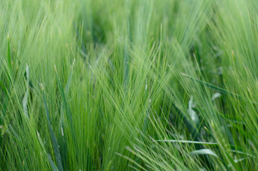 green grass background 