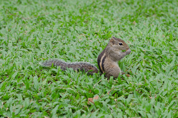 chipmunk sits in the grass