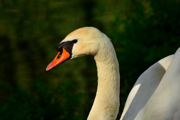 White beautiful swan sits near the pond and cleans feathers