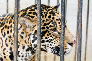 Leopard head in zoo