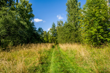 Fototapeta na wymiar Road in the summer forest
