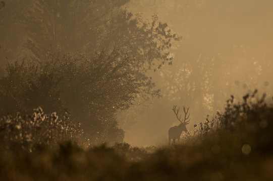 Fototapeta Red deer in forest on foggy morning