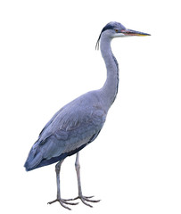 Great Blue Heron (Ardea herodias) from WWT London Wetland Centre isolated on white background.