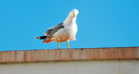 Seagull on a wall