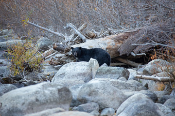 Black Bear Standing Among Light Colored Granite Boulders Along Taylor Creek in South Lake Tahoe California
