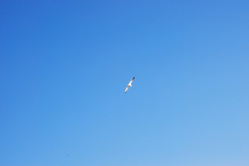 Seagull gliding in the blue sky