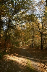Bunter Herbstwald mit langen Schatten auf Waldweg