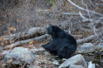Big Fat Black Bear Lounging Along Shoreline of Taylor Creek Eating Kokanee Salmon