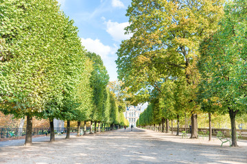 Fototapeta premium Alley with green trees in Tuileries garden in Paris, France