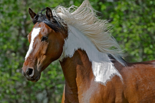 Beautiful Pinto Arabian Horse galloping, Head close up