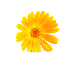Marigold - Calendula Officinalis Isolated On White Background