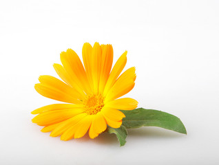 Marigold - Calendula Officinalis Isolated On White Background