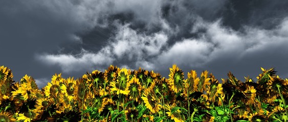 Beautiful sky and sunflowers, flowers against a cloudy sky
