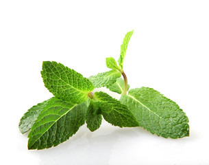 Fresh Mint Leaf Isolated On White Background