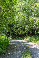 Fototapeta na wymiar Path between the trees
