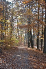 Obraz premium Herbstlandschaft - Herbstwald - Herbstsonne 