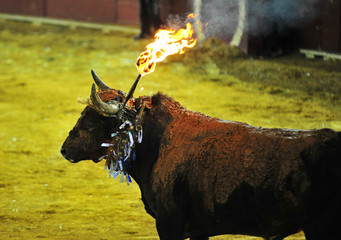 toro en españa