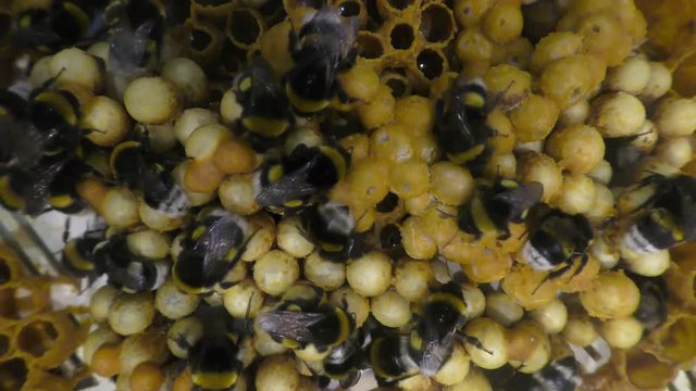 Beehive of earth bumblebee, Bombus terrestris, social insects, where there is a certain level of interrelation between individuals of the same colony.