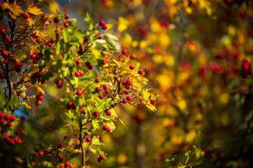 Autumn landscape