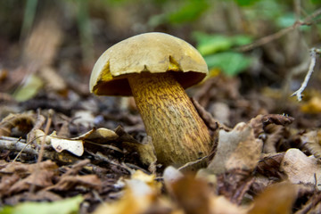 mushroom in the forest