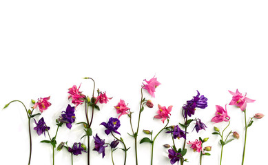 Obraz na płótnie Canvas Pink and violet flowers columbine ( Aquilegia vulgaris, granny's bonnet ) on a white background. Top view, flat lay