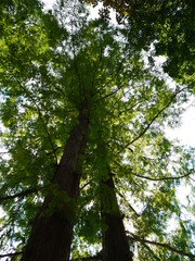 Baum im Sommer