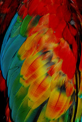 Obraz premium Textura plumas 4