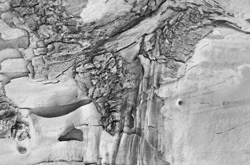 The bark of an old tree. Black and white texture