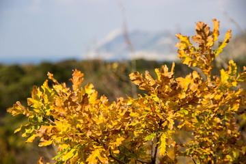 autumn leaves on the Bush 2