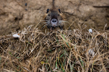 Nutria in grass looks up and shows teeth