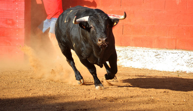toro peligroso en espa&radic;&plusmn;a