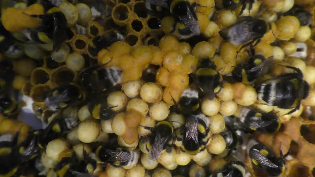 Beehive of earth bumblebee, Bombus terrestris, social insects, where there is a certain level of interrelation between individuals of the same colony.