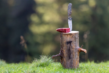 Close-up of folding pocket knife stuck vertically in tree stump and piece of sausage outdoors on...