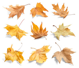 Set of autumn dried leaves on white background