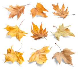 Obraz premium Set of autumn dried leaves on white background
