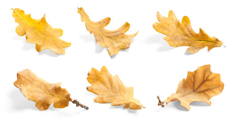 Set of autumn dried leaves on white background